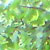 Greenspace